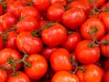 Mnóstwo soczystych, czerwonych pomidorów, idealnych na keto dietę. Doskonałe do sałatek i sosów.