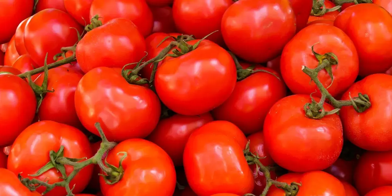 Mnóstwo soczystych, czerwonych pomidorów, idealnych na keto dietę. Doskonałe do sałatek i sosów.
