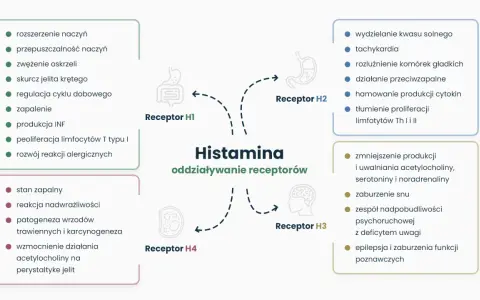 Schemat przedstawia działanie histaminy na receptory H1-H4, wpływając na wyrzut histaminy i reakcje organizmu, np. zapalenie, alergie, czy funkcje poznawcze.