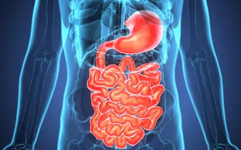 Anatomical illustration of the human digestive system, highlighting the stomach and intestines. Wavy, red intestines could represent inflammation, indicating potential zapalenie jelita objawy.