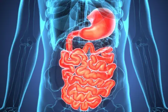 Anatomical illustration of the human digestive system, highlighting the stomach and intestines. Wavy, red intestines could represent inflammation, indicating potential zapalenie jelita objawy.