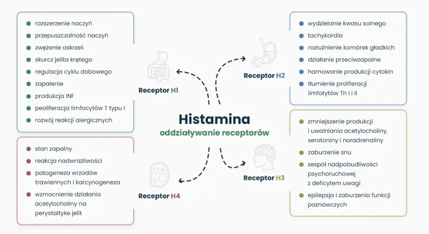 Schemat przedstawia działanie histaminy na receptory H1-H4, wpływając na wyrzut histaminy i reakcje organizmu, np. zapalenie, alergie, czy funkcje poznawcze.