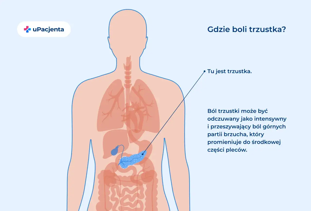 Ilustracja pokazuje, gdzie jest trzustka u człowieka, umiejscowiona za żołądkiem.