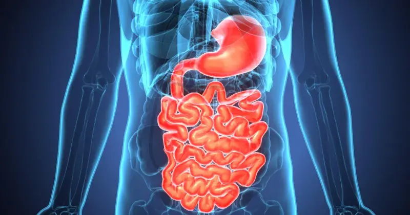 Anatomical illustration of the human digestive system, highlighting the stomach and intestines. Wavy, red intestines could represent inflammation, indicating potential zapalenie jelita objawy.